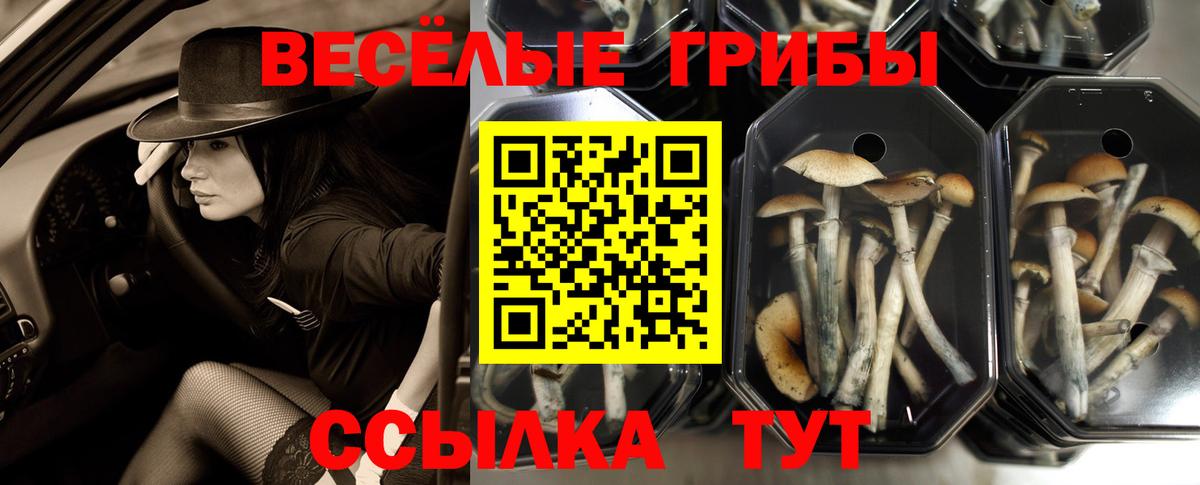 Псилоцибиновые грибы Cubensis  Ялуторовск  Псилоцибиновые грибы мицелий 